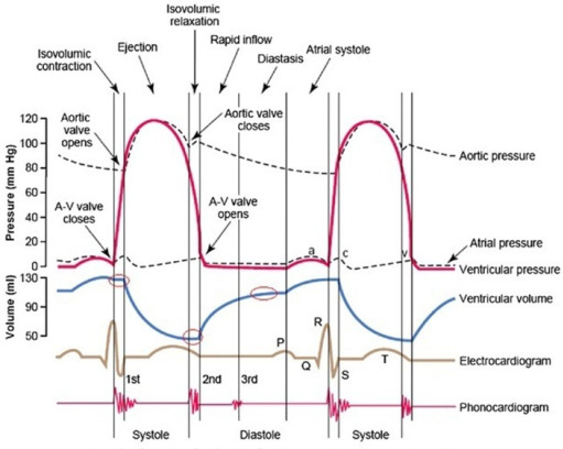 Image of the cardiac cycle
