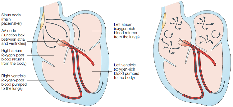 Heart anatomy images